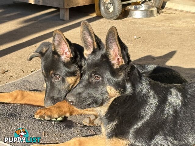 Last 2 Elite DDR German Shepherd Puppies – 16 Weeks, Ready Now