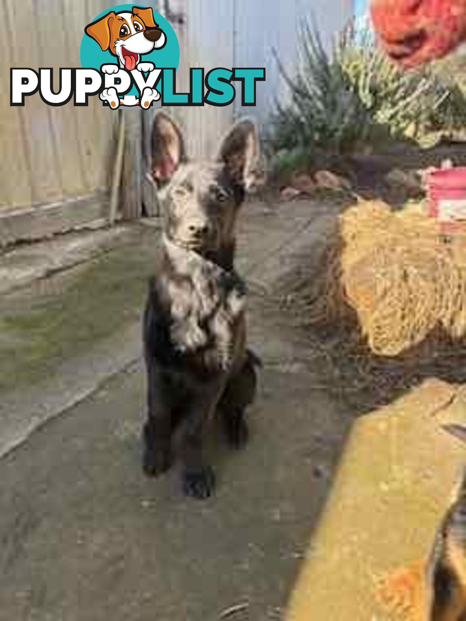 Last two x Elite DDR German Shepherd Puppies – 16 Weeks on Sunday - Ready Now