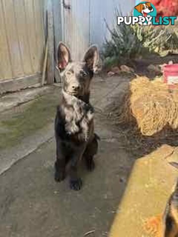 Last two x Elite DDR German Shepherd Puppies – 16 Weeks on Sunday - Ready Now