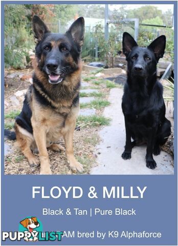 East DDR GSD pups – pure black & black/tan, full masks, loyal, smart & strong working lines.