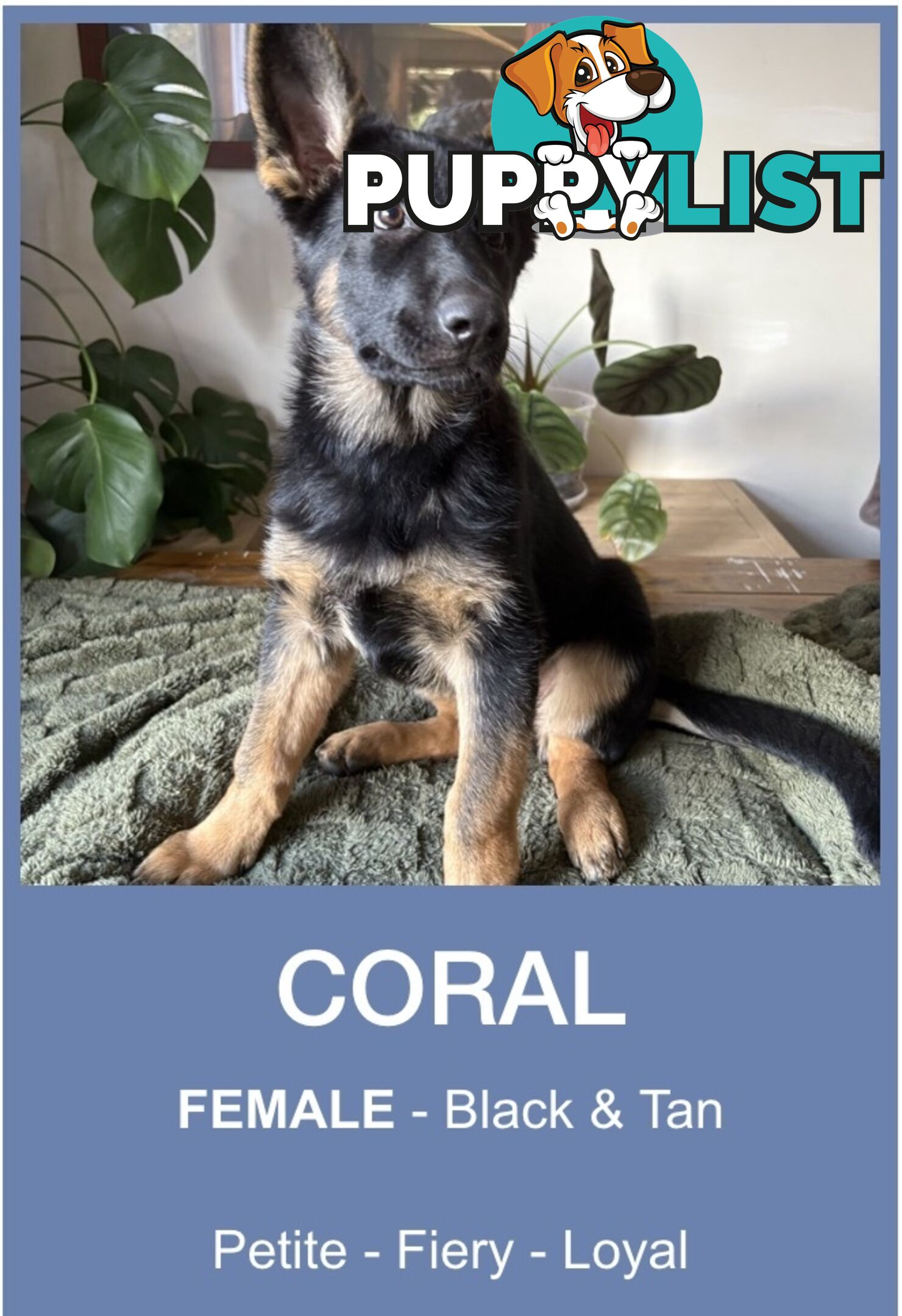 East DDR GSD pups – pure black & black/tan, full masks, loyal, smart & strong working lines.