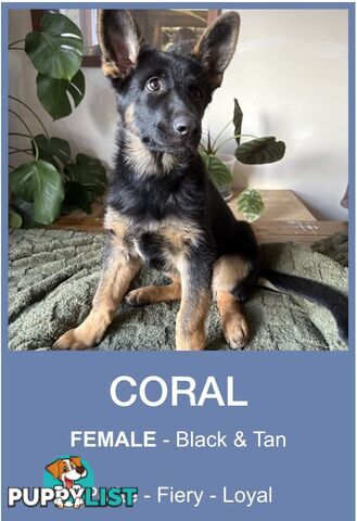 East DDR GSD pups – pure black & black/tan, full masks, loyal, smart & strong working lines.