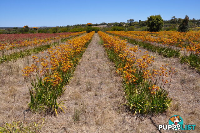 Lot 156 Wildflower Ridge Estate LOWER CHITTERING WA 6084