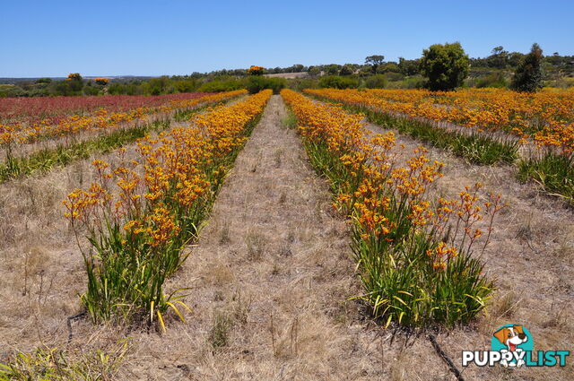 Lot 166 Wildflower Ridge Estate LOWER CHITTERING WA 6084