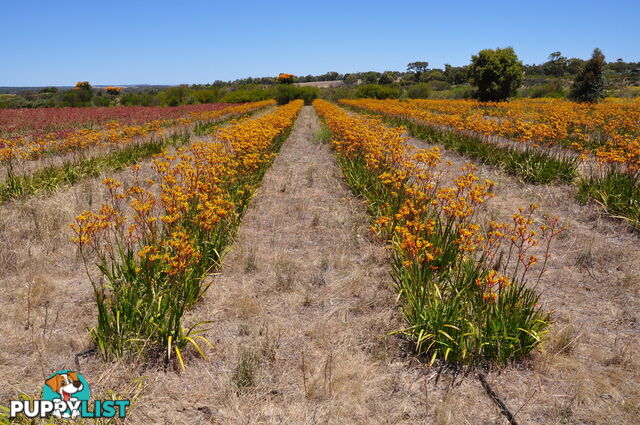 Lot 145 Wildflower Ridge Estate LOWER CHITTERING WA 6084