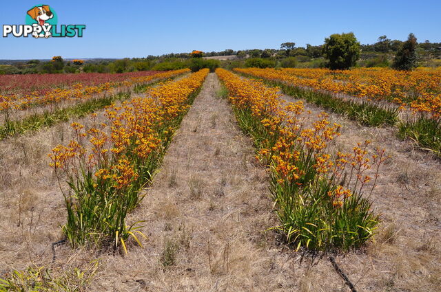 Lot 143 Wildflower Ridge Estate LOWER CHITTERING WA 6084