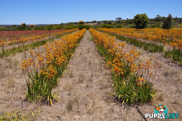 Lot 142 Wildflower Ridge Estate LOWER CHITTERING WA 6084