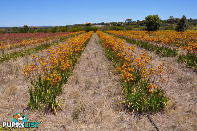 Lot 134 Wildflower Ridge Estate LOWER CHITTERING WA 6084