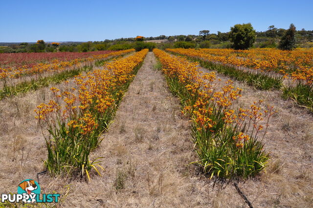 Lot 172 Wildflower Ridge Estate LOWER CHITTERING WA 6084