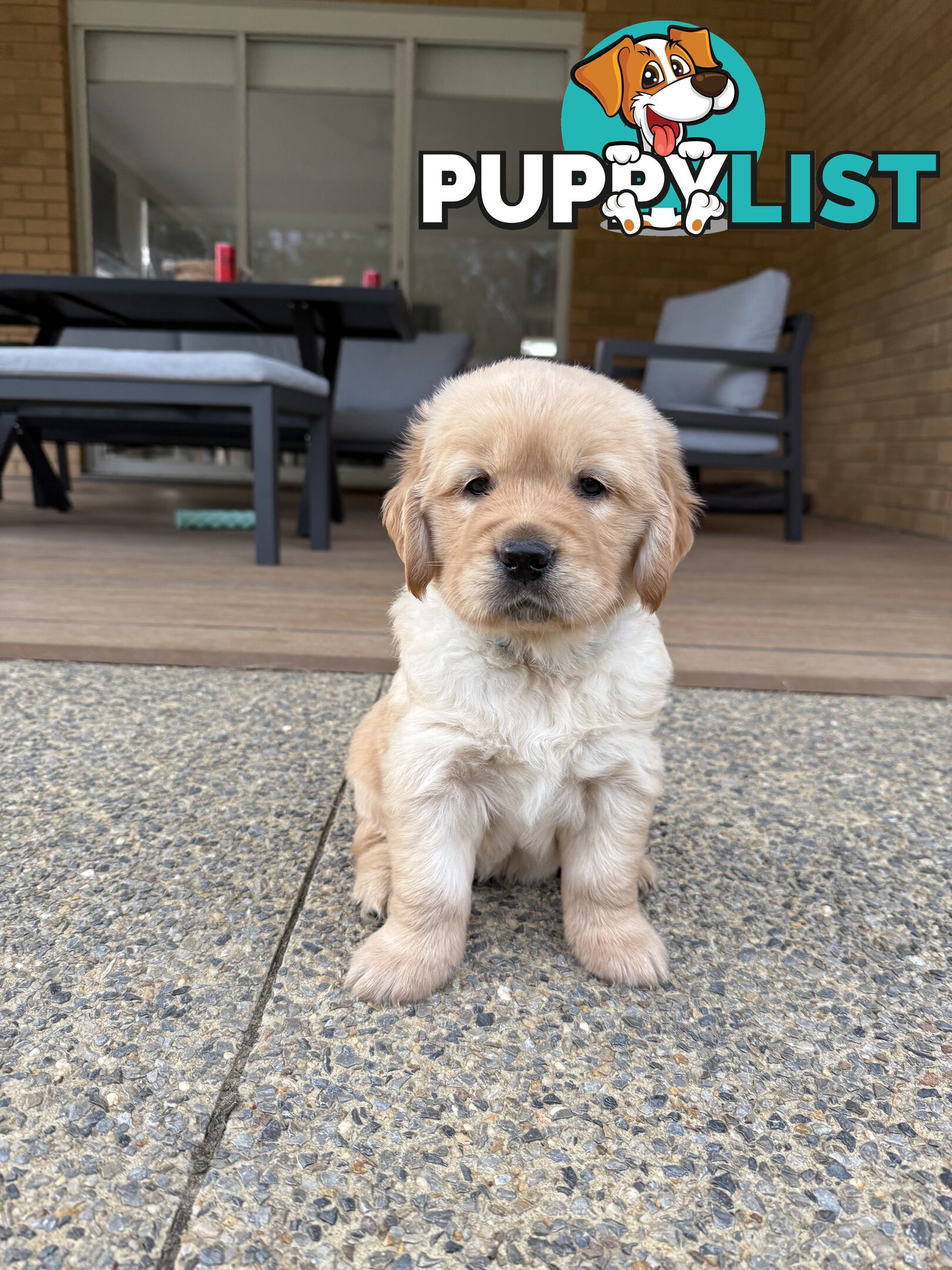 Golden Retriever Puppies!!