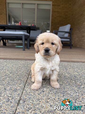 Golden Retriever Puppies!!