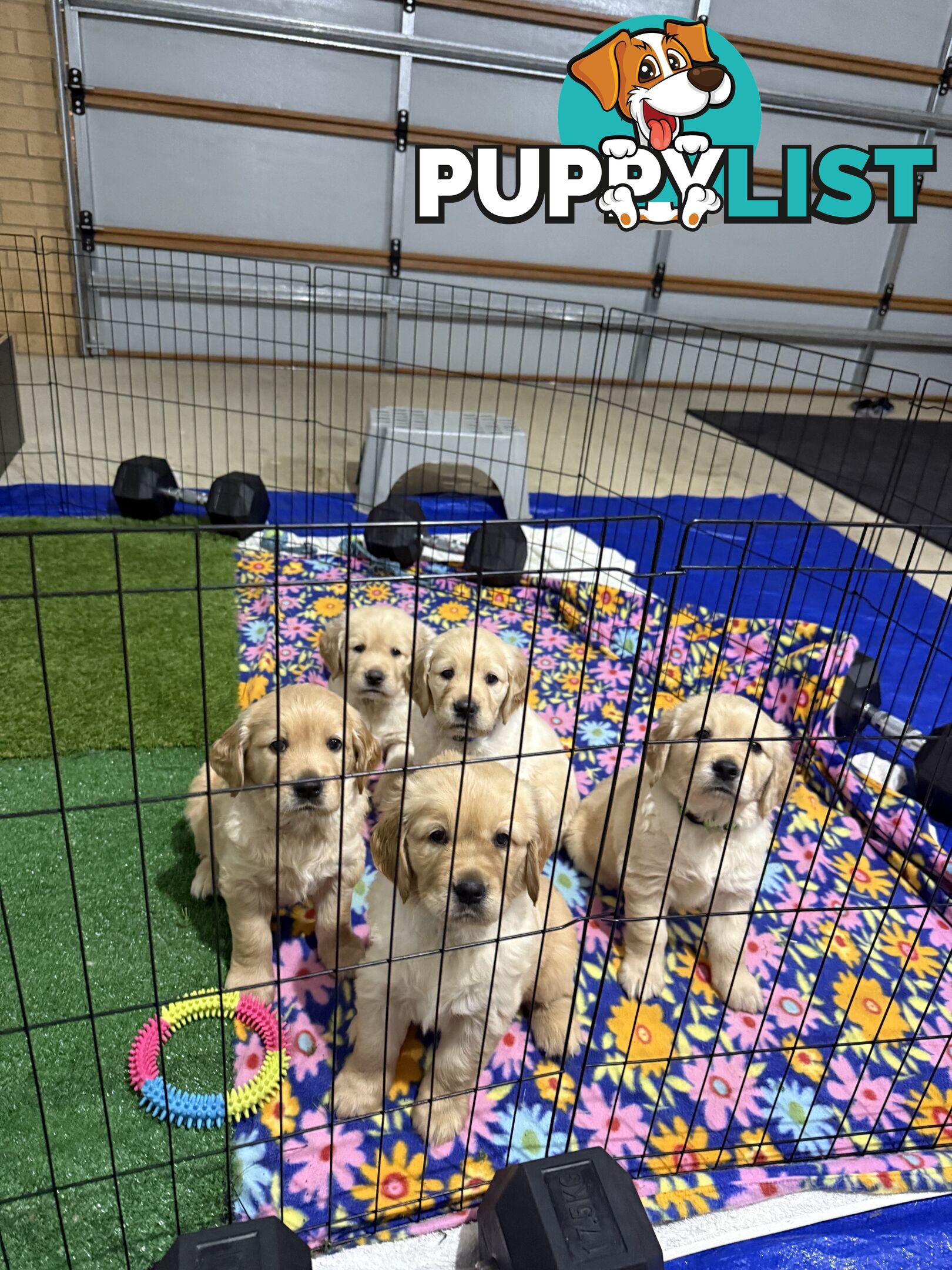 Golden Retriever Puppies!!