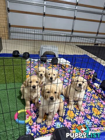 Golden Retriever Puppies!!