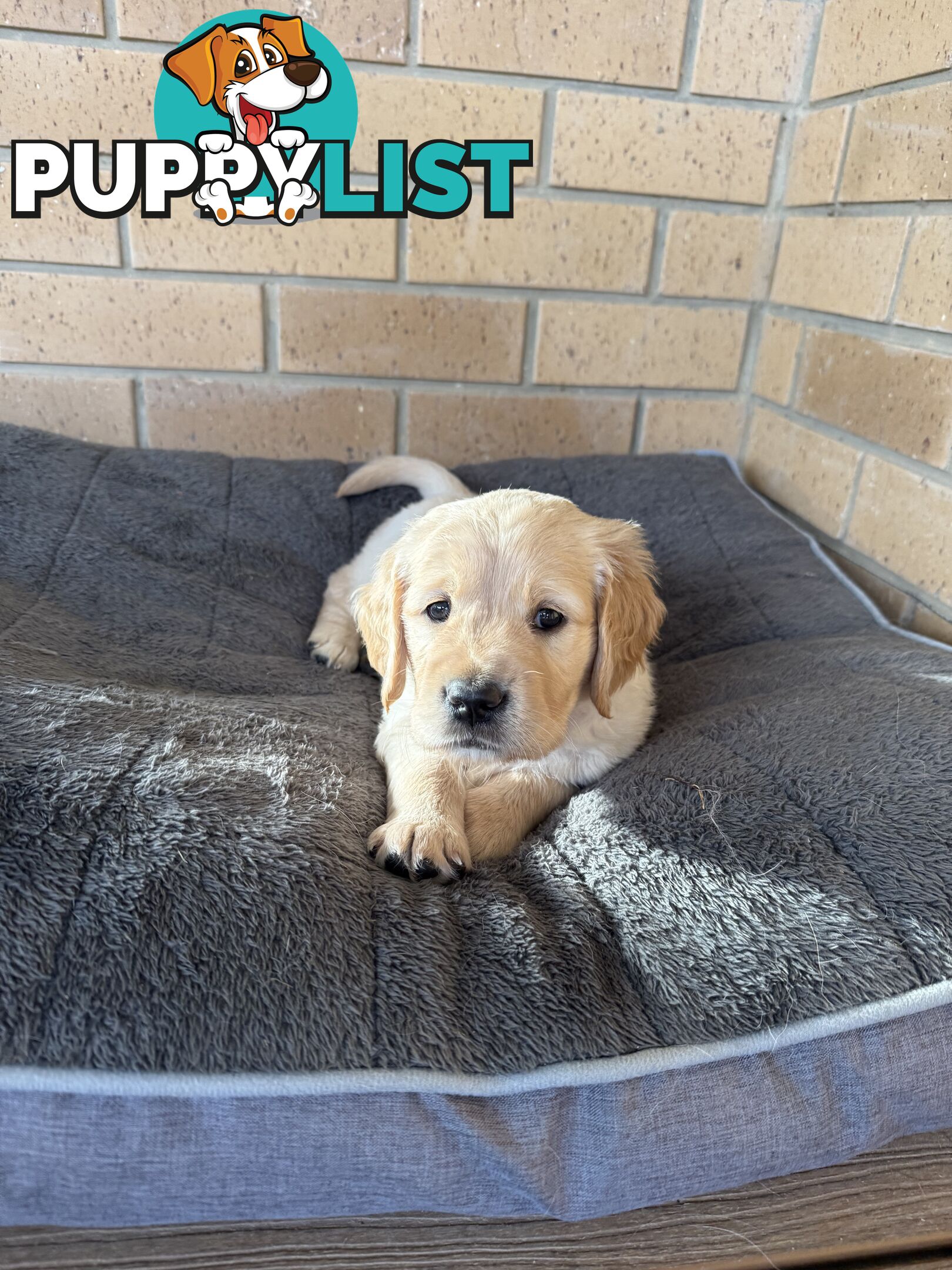 Golden Retriever Puppies!!
