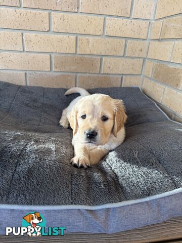 Golden Retriever Puppies!!
