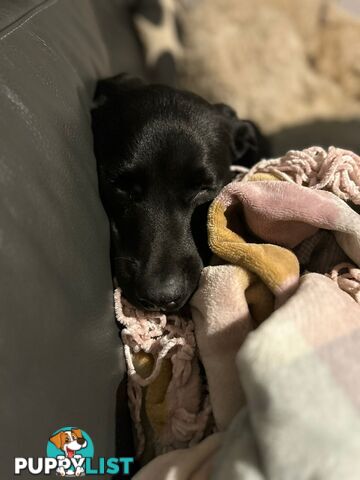 Labrador Retriever Bubbly boy looking to be re-homed