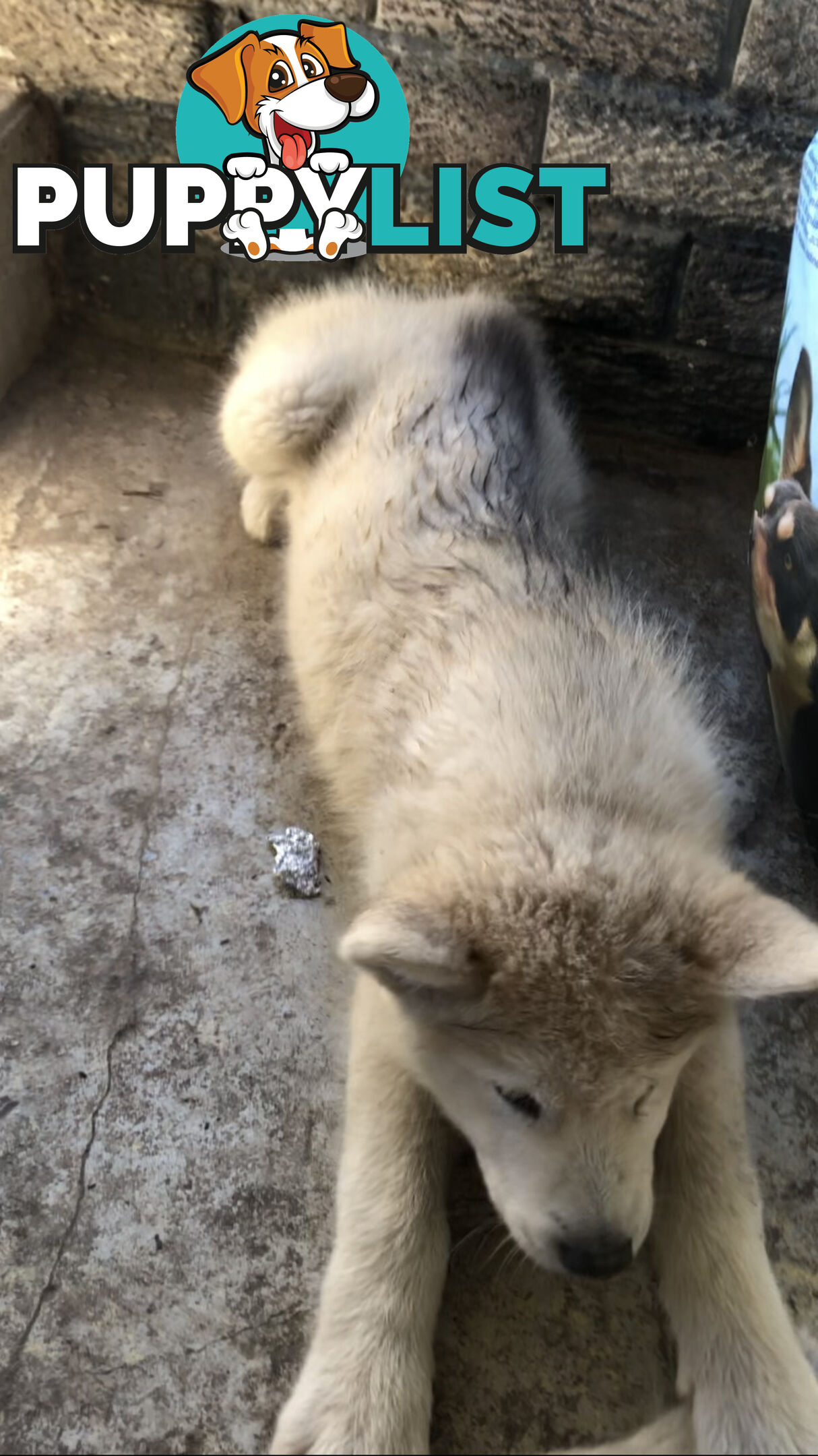 3 Purebred Alaskan Malamutes pups