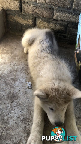 3 Purebred Alaskan Malamutes pups