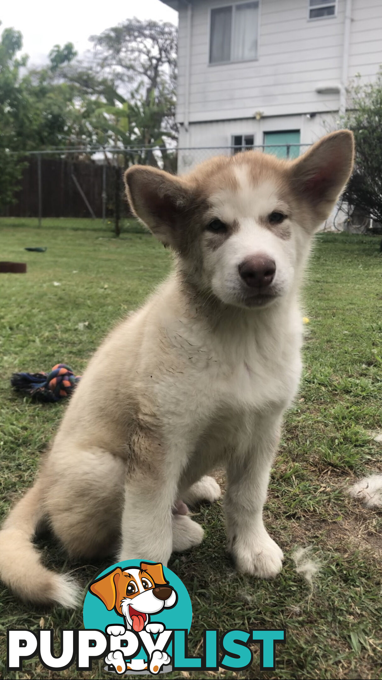 3 Purebred Alaskan Malamutes pups