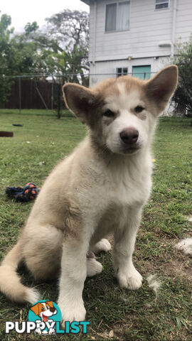 3 Purebred Alaskan Malamutes pups