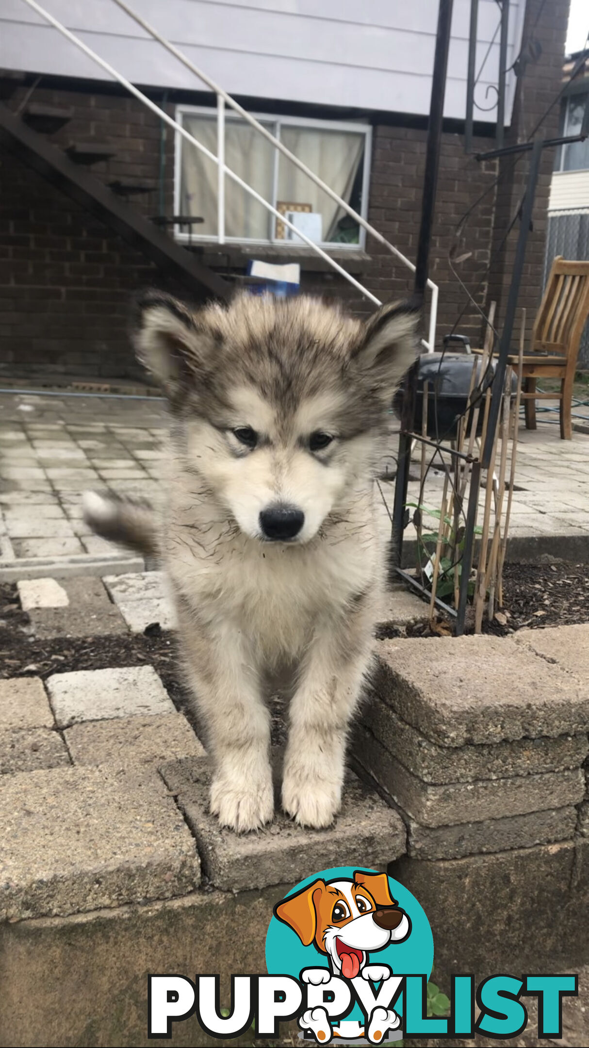 3 Purebred Alaskan Malamutes pups