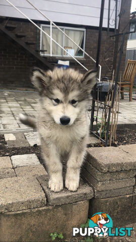 3 Purebred Alaskan Malamutes pups