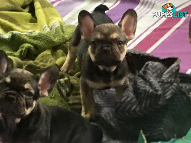 FRENCH BULLDOG PUPPIES