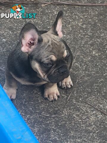 FRENCH BULLDOG PUPPIES