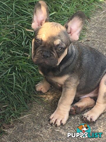 FRENCH BULLDOG PUPPIES