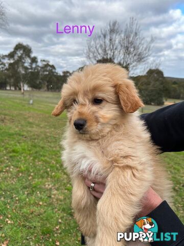Gorgeous Bordoodle puppies
