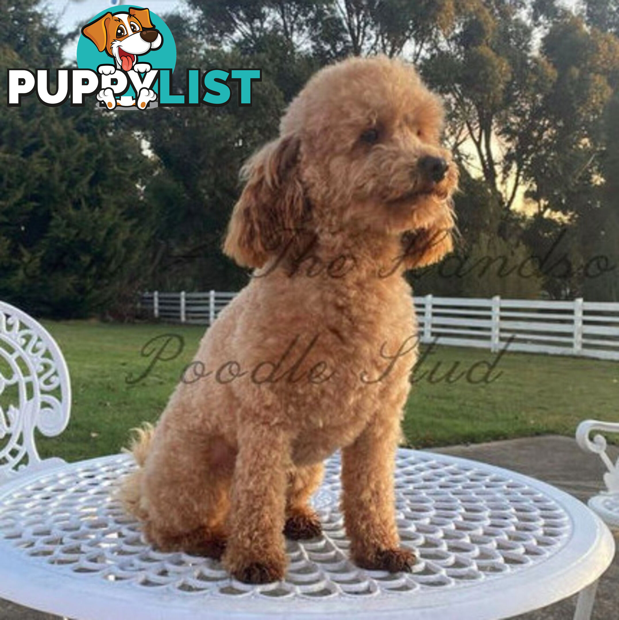 Gorgeous Bordoodle puppies