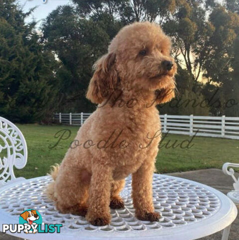 Gorgeous Bordoodle puppies