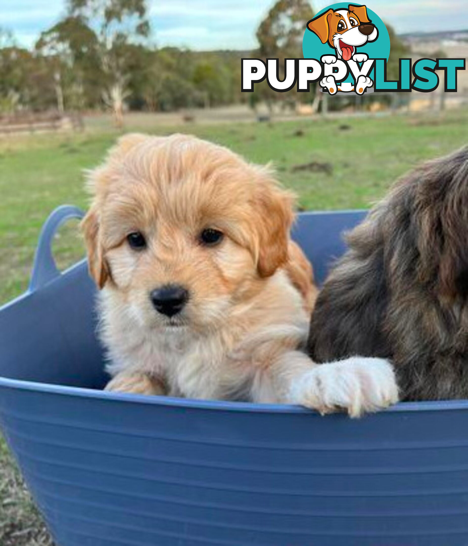 Gorgeous Bordoodle puppies