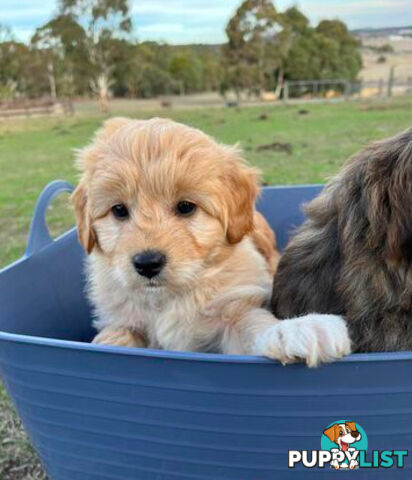 Gorgeous Bordoodle puppies