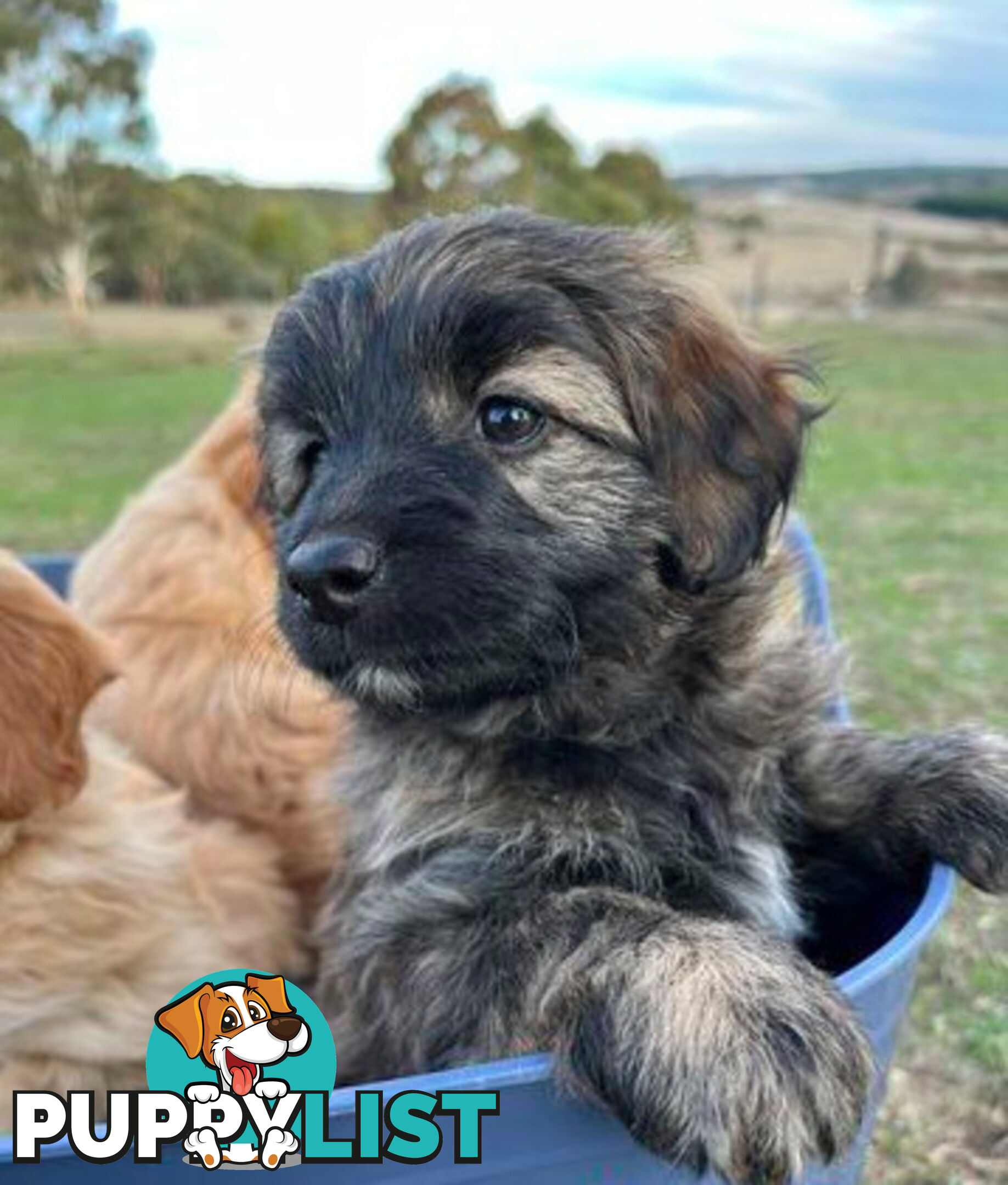 Gorgeous Bordoodle puppies