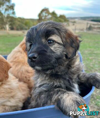Gorgeous Bordoodle puppies