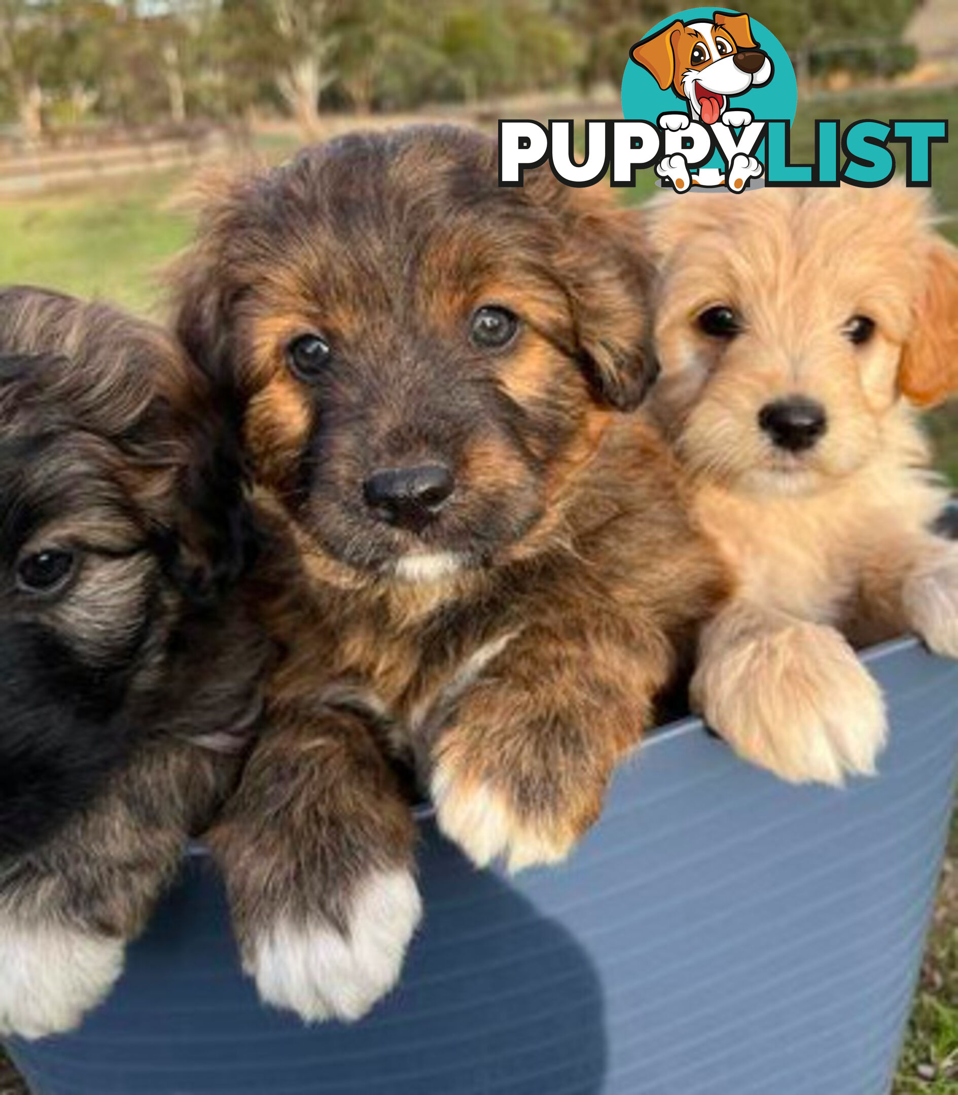 Gorgeous Bordoodle puppies