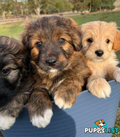 Gorgeous Bordoodle puppies