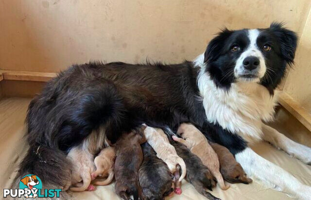 Gorgeous Bordoodle puppies
