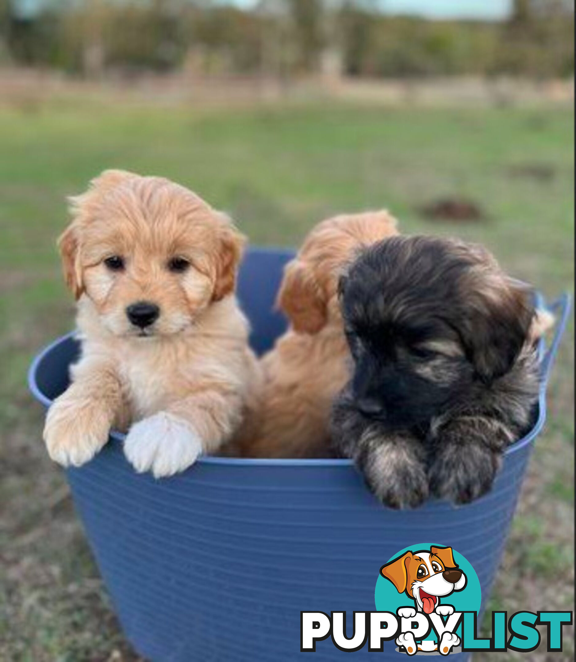 Gorgeous Bordoodle puppies