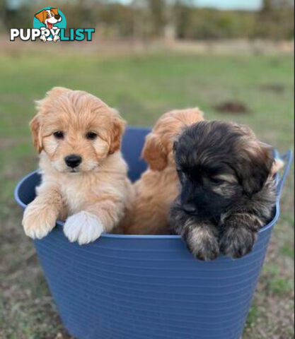 Gorgeous Bordoodle puppies