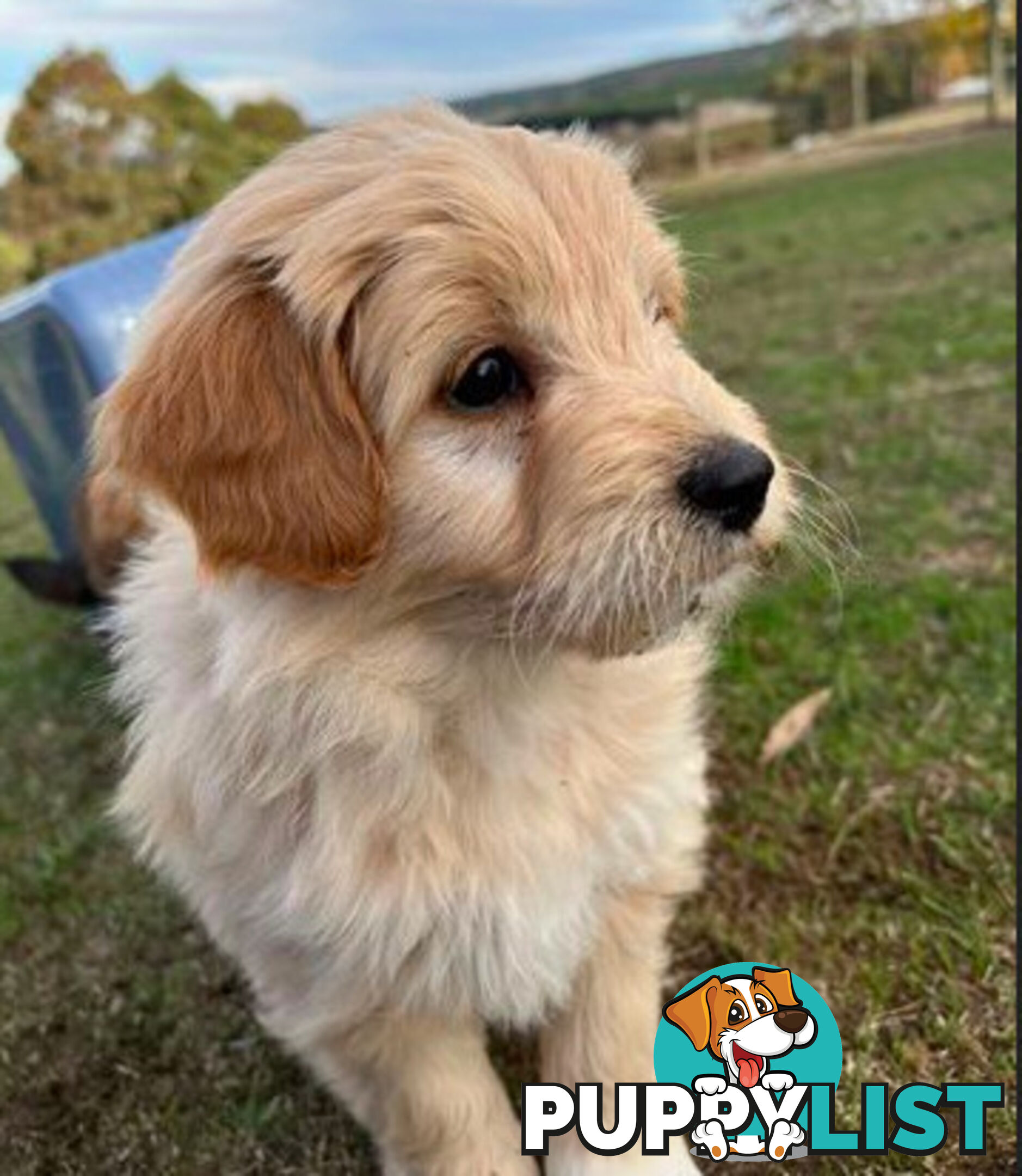 Gorgeous Bordoodle puppies
