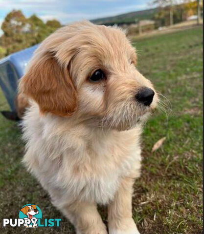 Gorgeous Bordoodle puppies