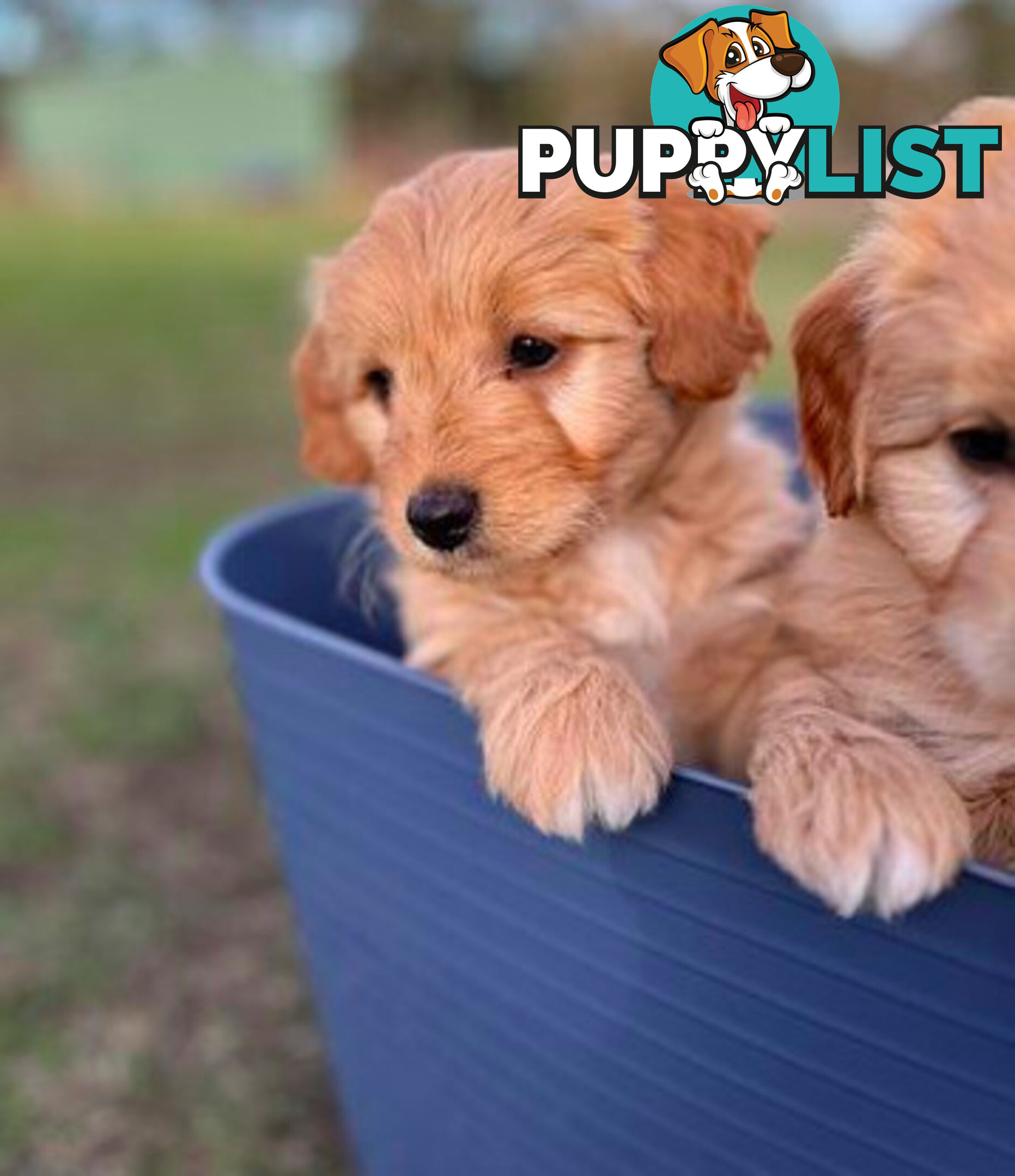 Gorgeous Bordoodle puppies
