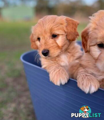 Gorgeous Bordoodle puppies