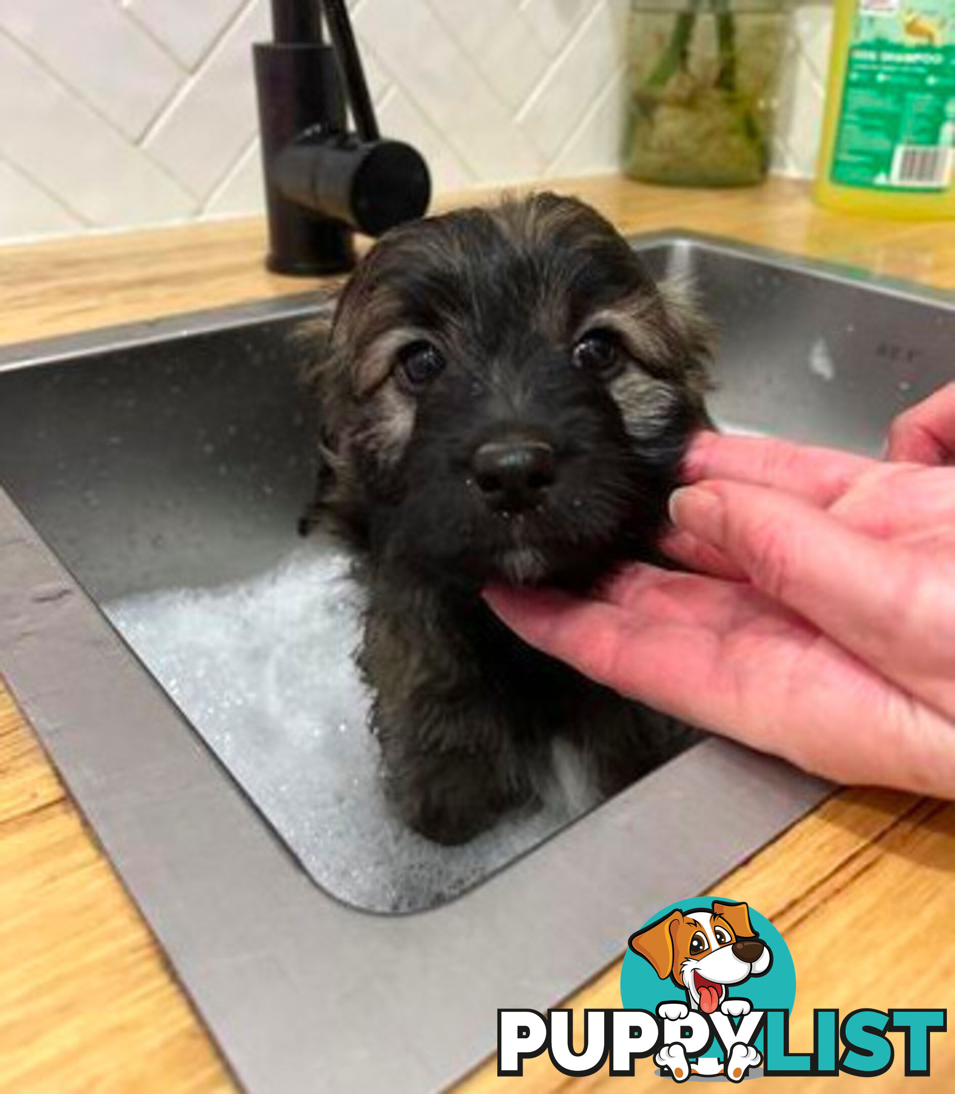 Gorgeous Bordoodle puppies