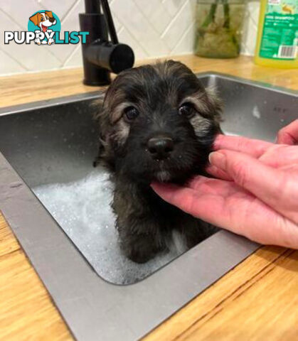 Gorgeous Bordoodle puppies