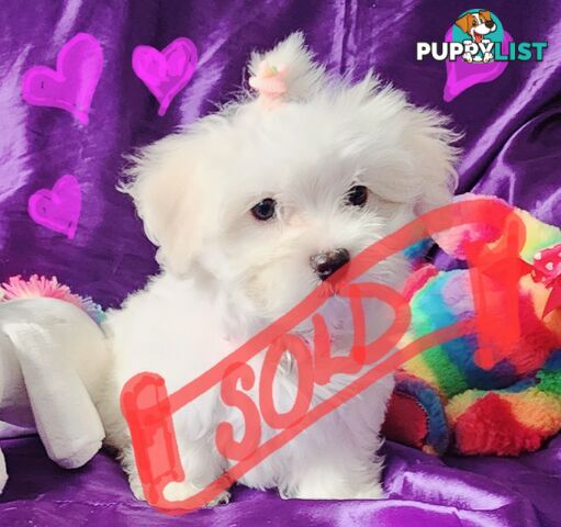 Pure White Malshies... only one left!!!