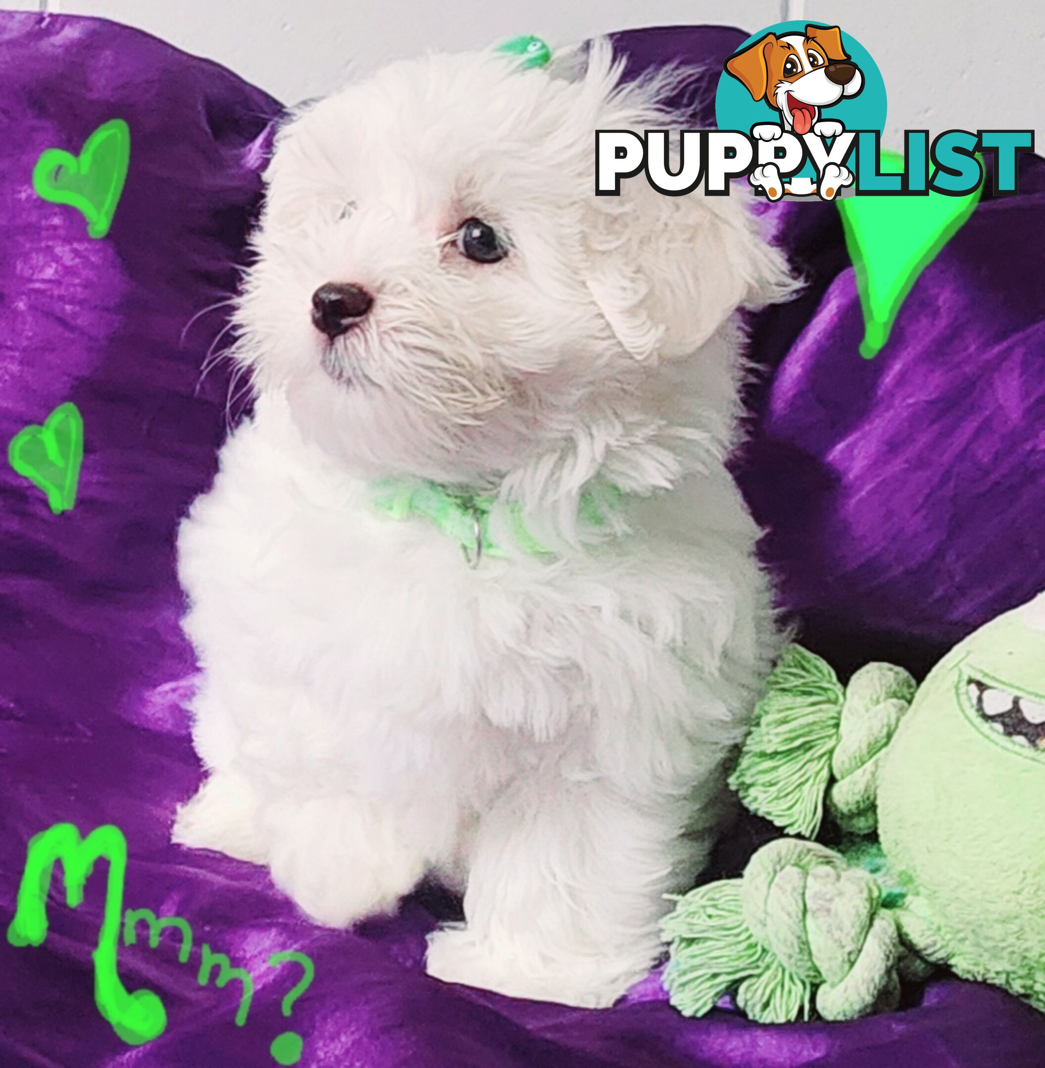 Pure White Malshies