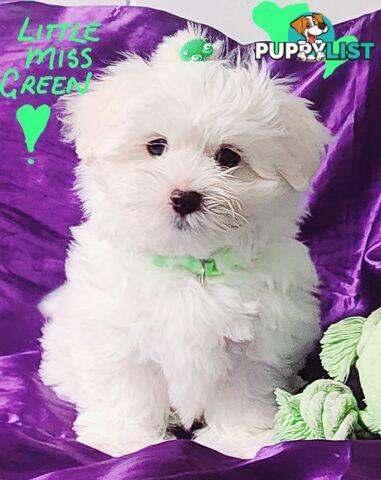 Pure White Malshies